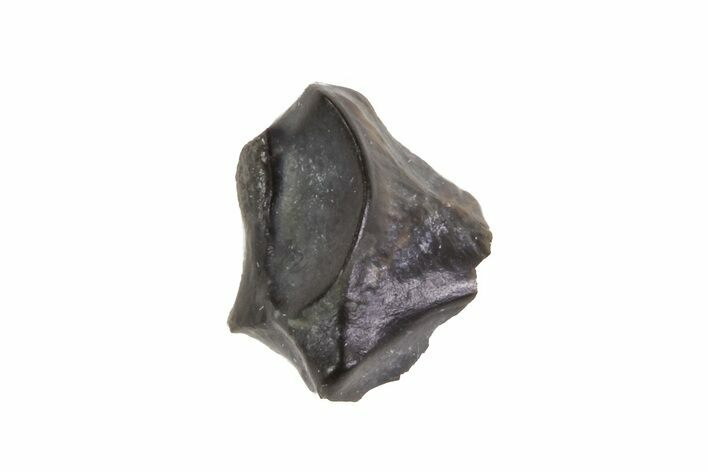Bargain, Hadrosaur (Maiasaura) Tooth - Montana #71355